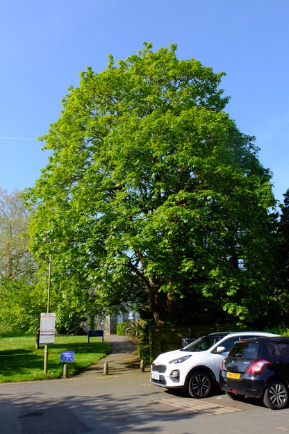 May tree photo