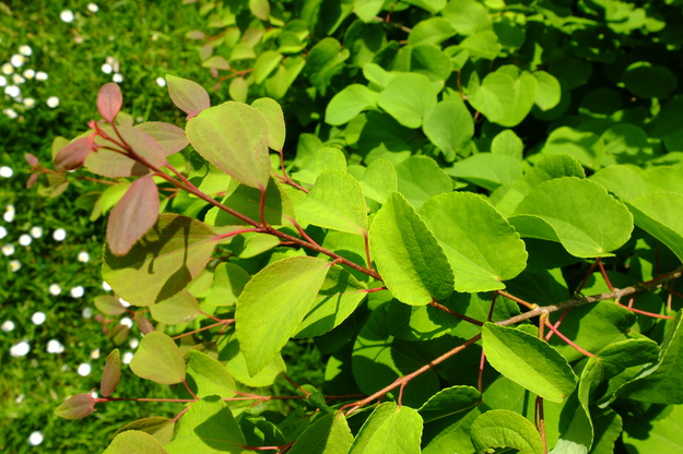 May close-up photo