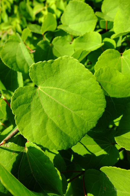 May close-up photo