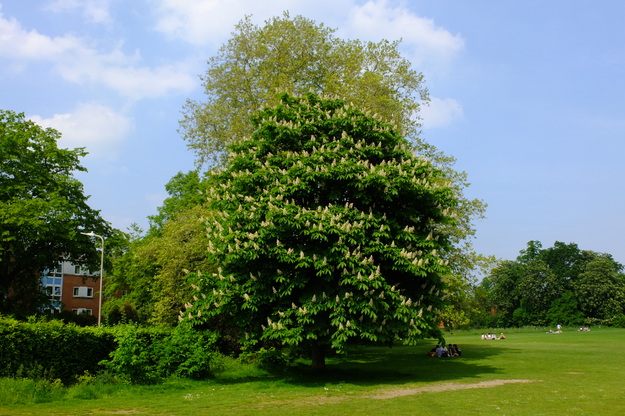 May tree photo