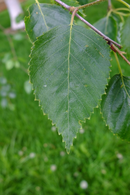 May close-up photo