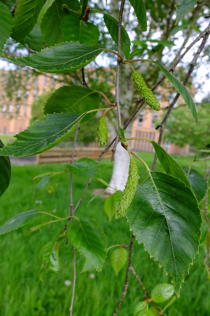 May close-up photo