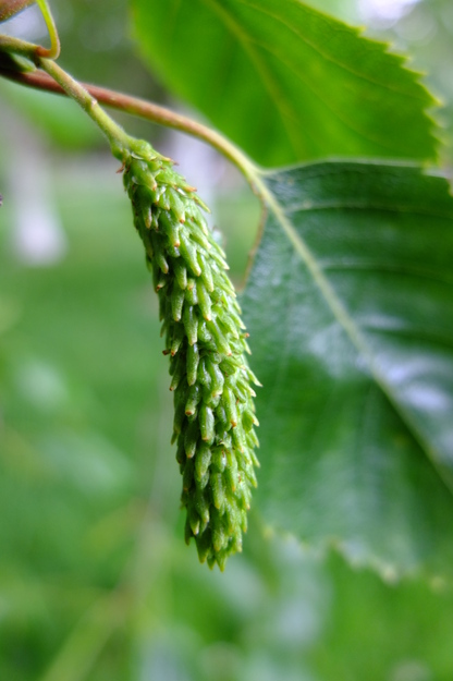 May close-up photo