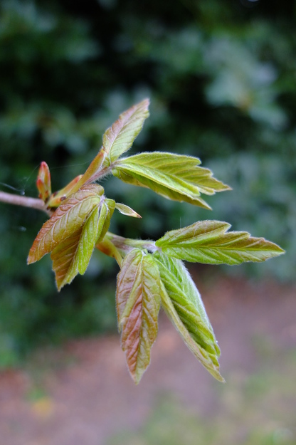 May close-up photo