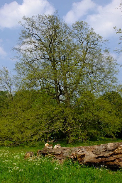 May tree photo