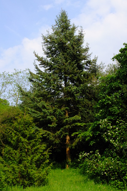 May tree photo
