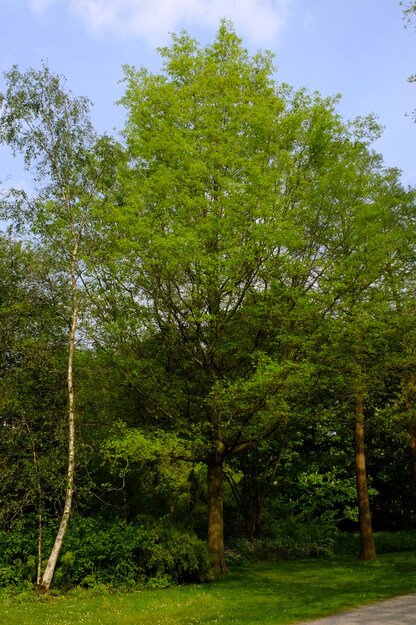 May tree photo