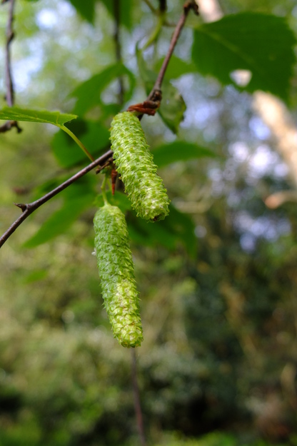 May close-up photo