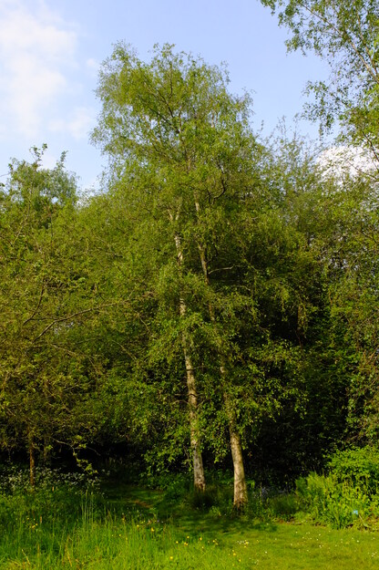 May tree photo