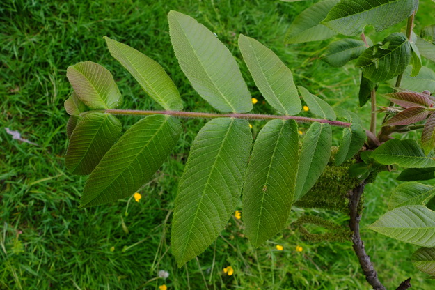 May close-up photo
