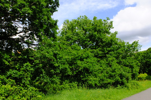 May tree photo
