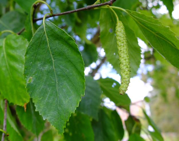 May close-up photo