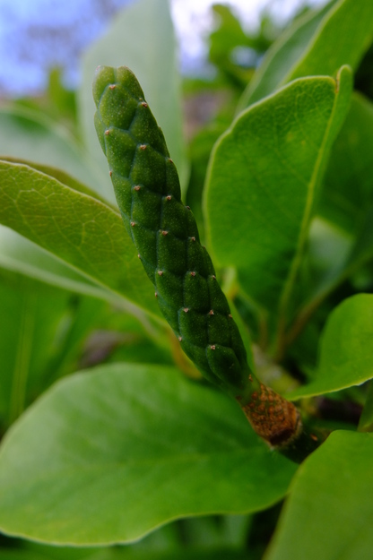May close-up photo