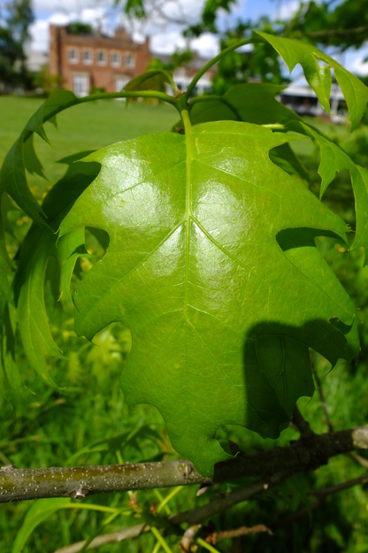 May close-up photo