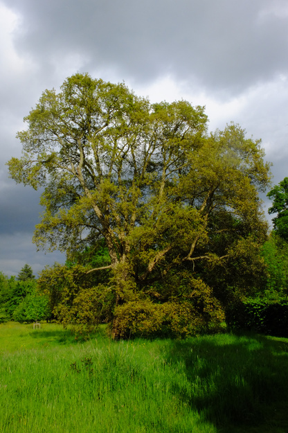 May tree photo