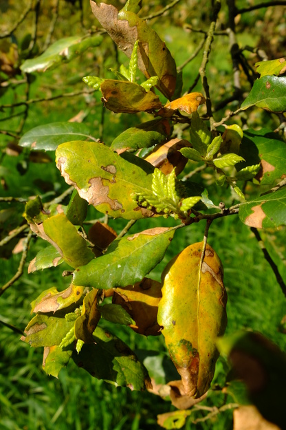 May close-up photo