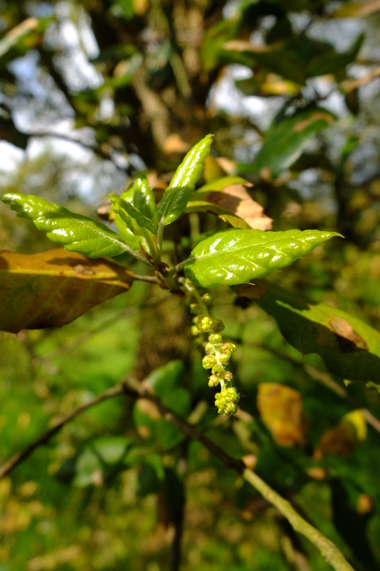 May close-up photo