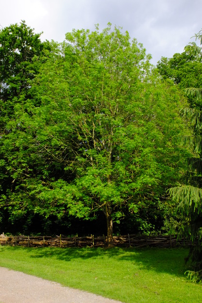 May tree photo
