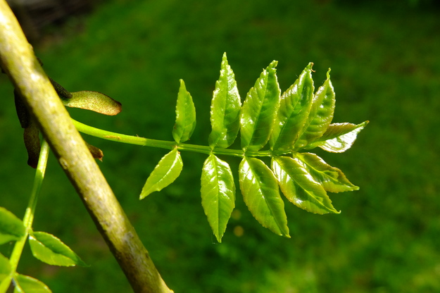 May close-up photo