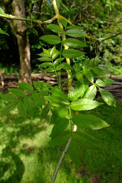 May close-up photo