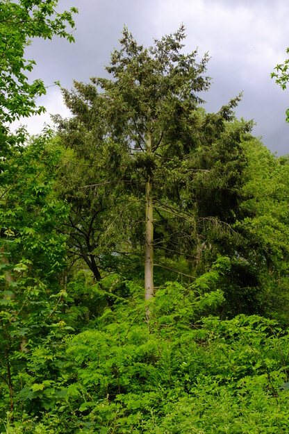 May tree photo