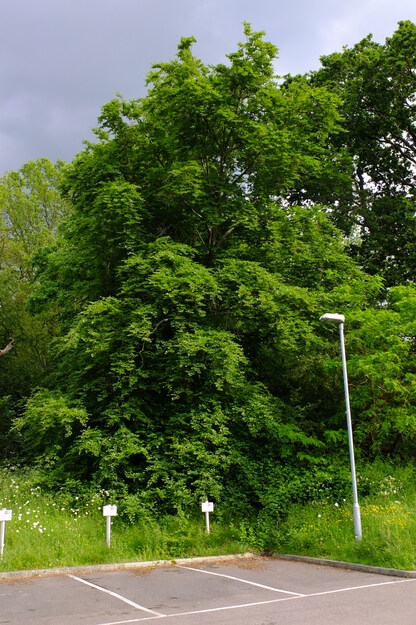 May tree photo