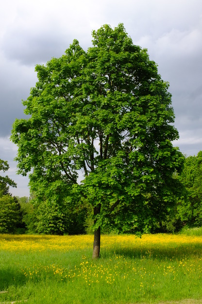 May tree photo