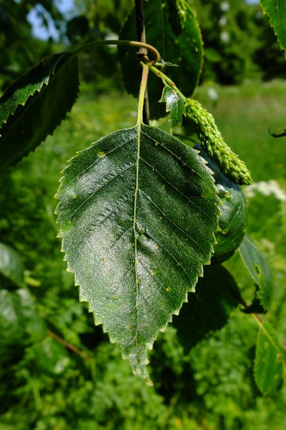 May close-up photo