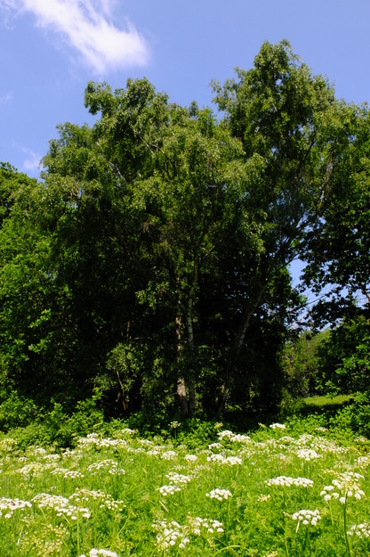May tree photo