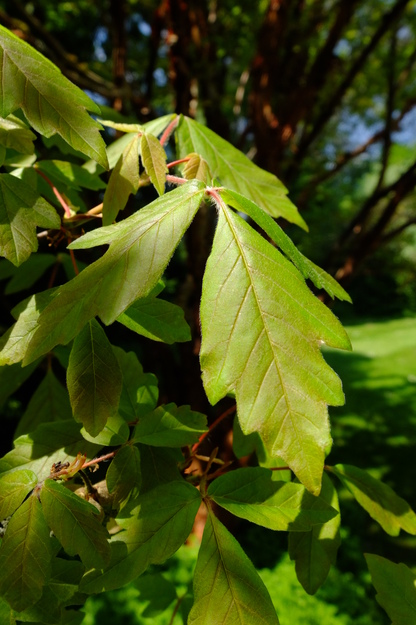 May close-up photo