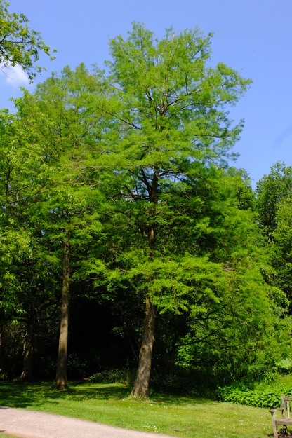 May tree photo