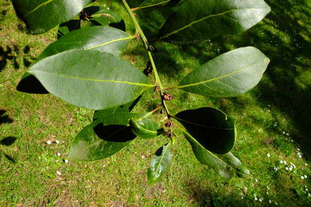 May close-up photo