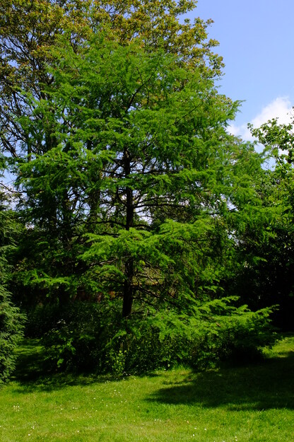 May tree photo