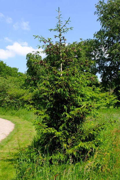 May tree photo