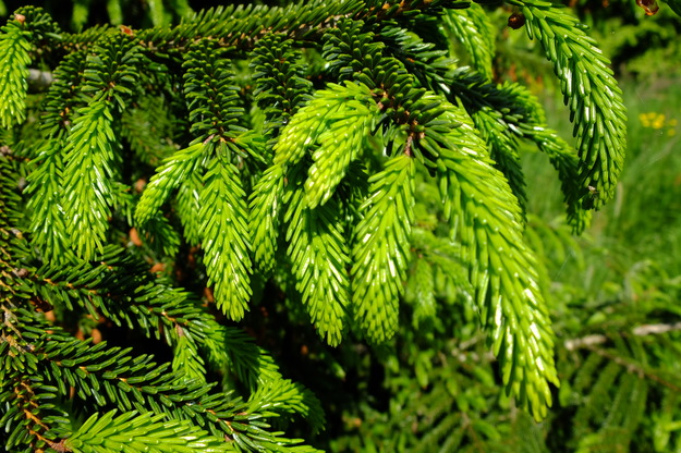 May close-up photo