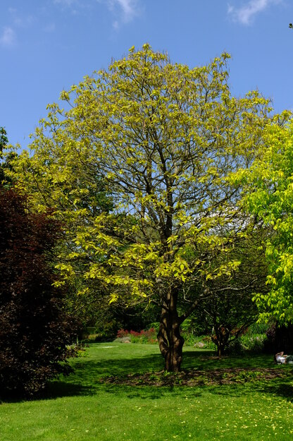May tree photo