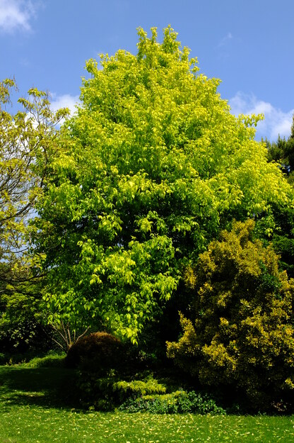 May tree photo