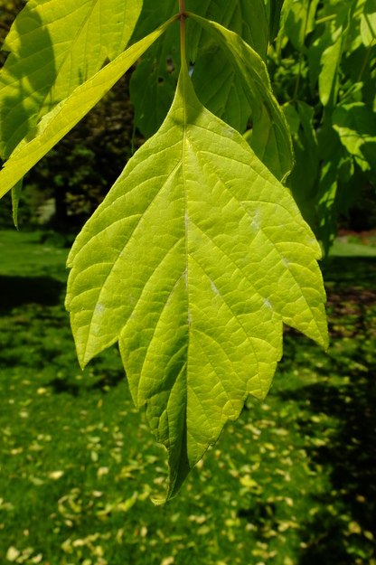 May close-up photo