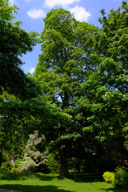 May tree photo