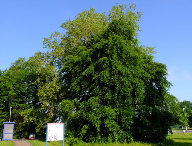 May tree photo