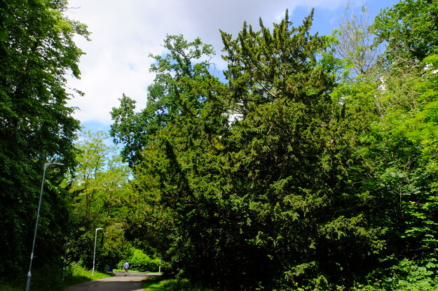 Foxhill tree photo