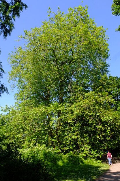 June tree photo