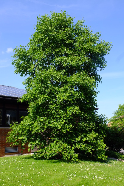 June tree photo
