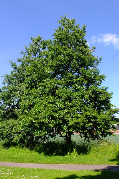 June tree photo