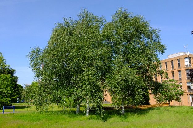 June tree photo