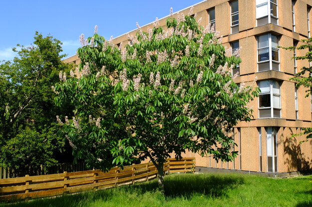 June tree photo