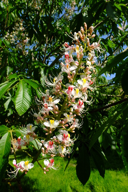 June close-up photo