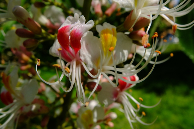 June close-up photo