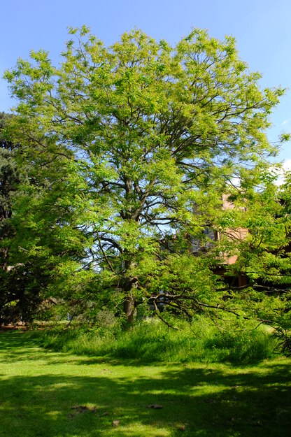 June tree photo