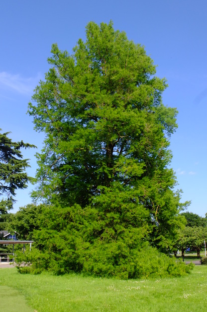 June tree photo